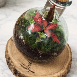 🌿 Terrario in bottiglia con base in vero tronco