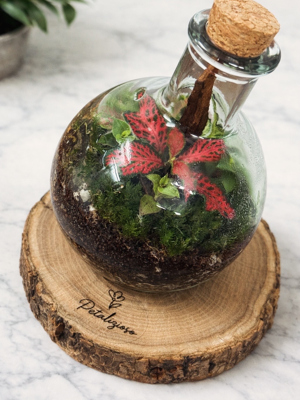 🌿 Terrario in bottiglia con base in vero tronco 2 🌿 Terrario in bottiglia con base in vero tronco - immagine 2