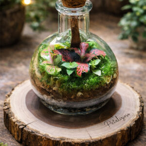 🌿 Terrario in bottiglia con base in vero tronco