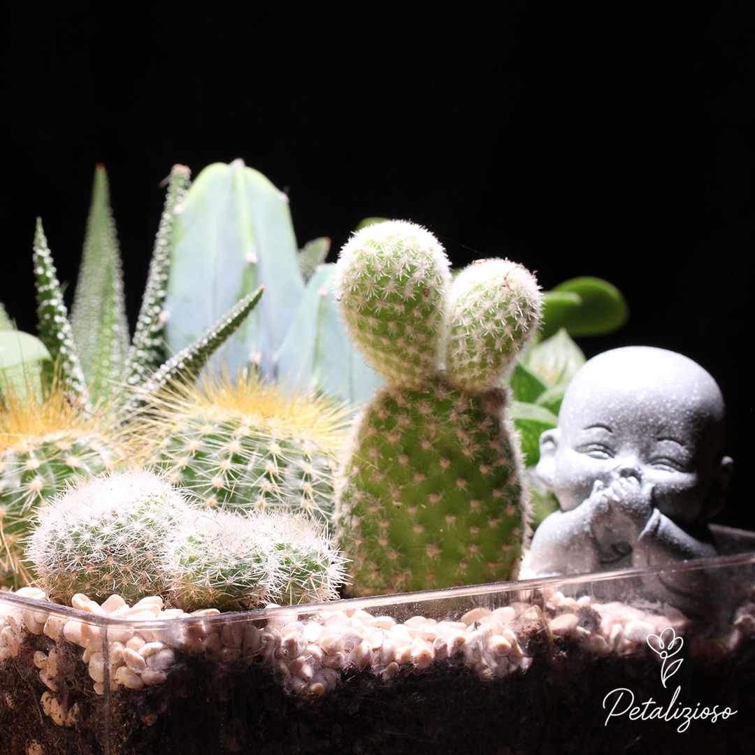 Terrario con piante grasse e statuina Buddha 3 Terrario con piante grasse e statuina Buddha - immagine 3