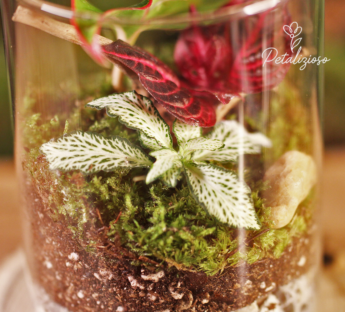 🌿 Terrario in vetro con base in legno – mini giardino con piante vere 4 🌿 Terrario in vetro con base in legno – mini giardino con piante vere - immagine 4