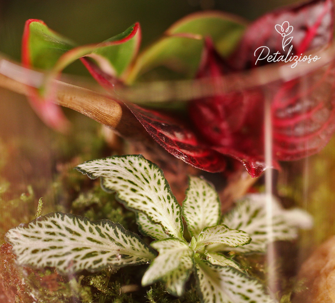 🌿 Terrario in vetro con base in legno – mini giardino con piante vere 2 🌿 Terrario in vetro con base in legno – mini giardino con piante vere - immagine 2