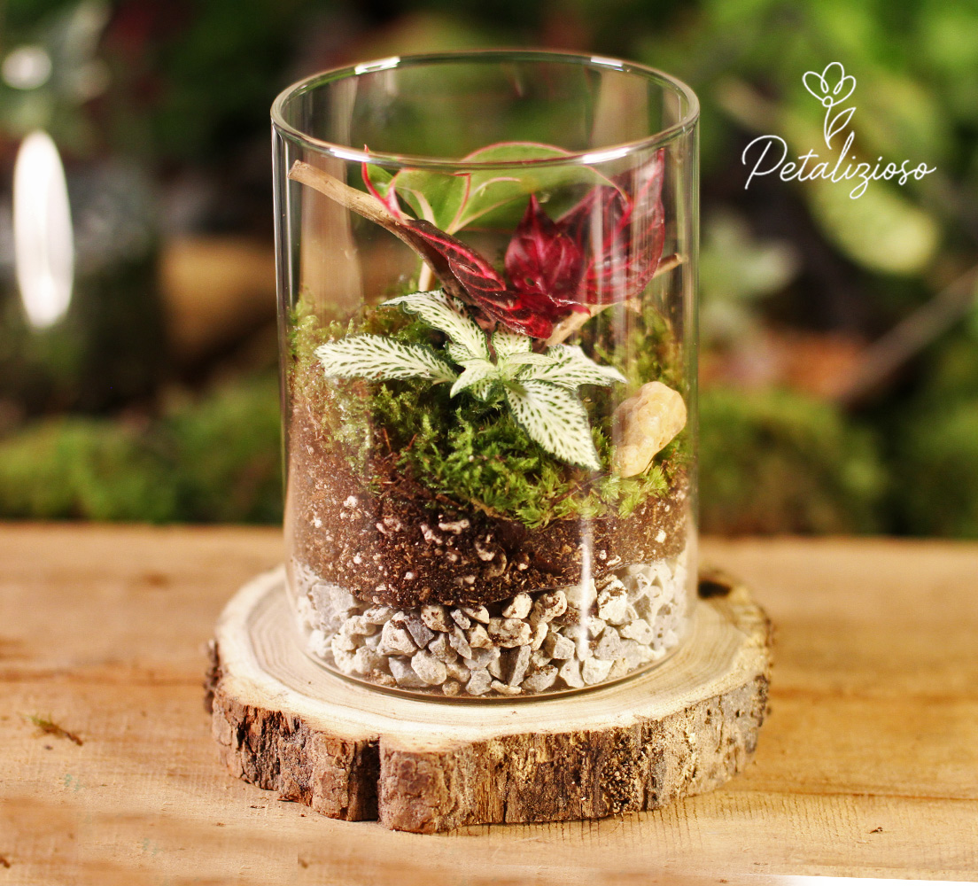 🌿 Terrario in vetro con base in legno – mini giardino con piante vere 5 🌿 Terrario in vetro con base in legno – mini giardino con piante vere - immagine 5